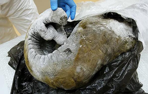 Sembrerebbe la proboscide di un mammut... Siete pronti a rivedere i mammut in giro per il mondo?