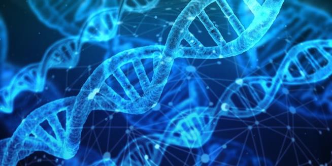 La durata della vita di un individuo è influenzata solo in piccola percentuale dai geni? Alcune doppie eliche di DNA