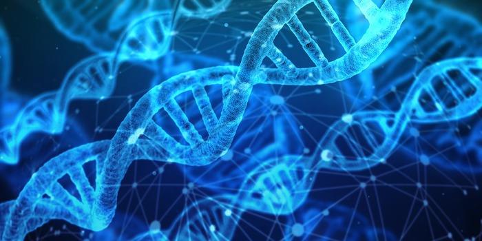 La durata della vita di un individuo è influenzata solo in piccola percentuale dai geni? Alcune doppie eliche di DNA