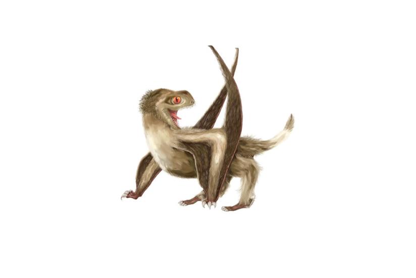 Gli pterosauri furono i primi organismi viventi dotati di piumaggio Rappresentazione di uno pterosauro dalla coda corta