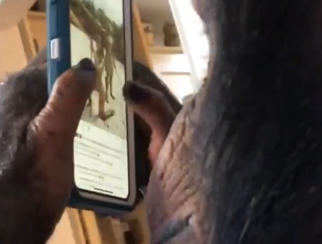 Scimpanzé usa Instagram, il video impazza sul web Lo scimpanzé con lo smartphone in mano