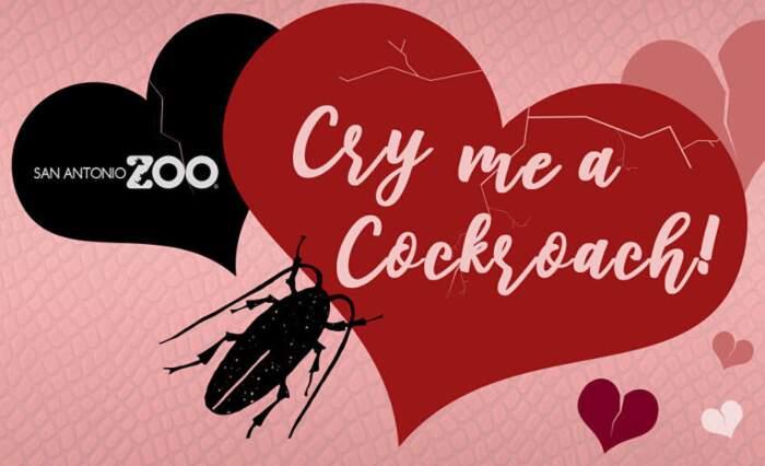 Lo zoo che ti permette di dare il nome del tuo ex a uno scarafaggio (o a un topo) Immagine promozionale dell'iniziativa Cry Me a Cockroach