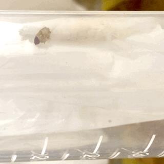La larva che mangia la plastica La larva intenta a nutrirsi di plastica