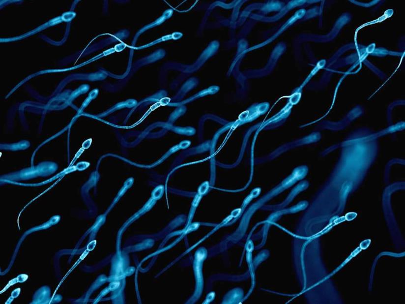 Ricercatori mettono a punto robot a forma di spermatozoo Una foto di spermatozoi umani