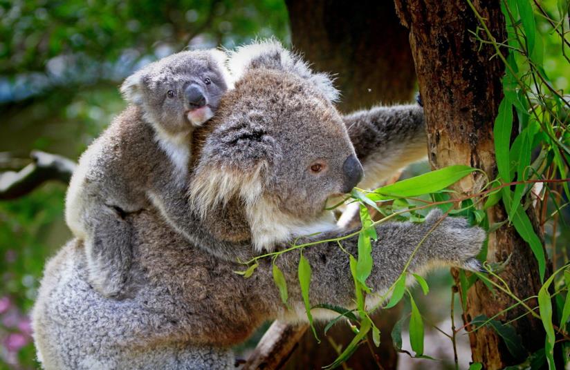 Foto hot, match di tennis, e altri modi originali per la raccolta fondi contro gli incendi in Australia Due koala, uno dei animali-simbolo dell'Australia