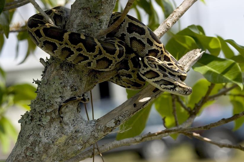 Un nuovo super serpente è pronto a invadere la Florida Esemplare di pitone birmano