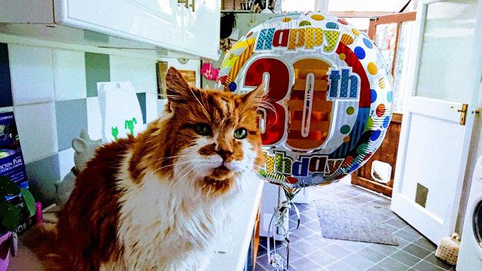 Rubble compie trent'anni: è il gatto vivente più anziano del mondo Rubble, il gatto trentenne che vive in Gran Bretagna