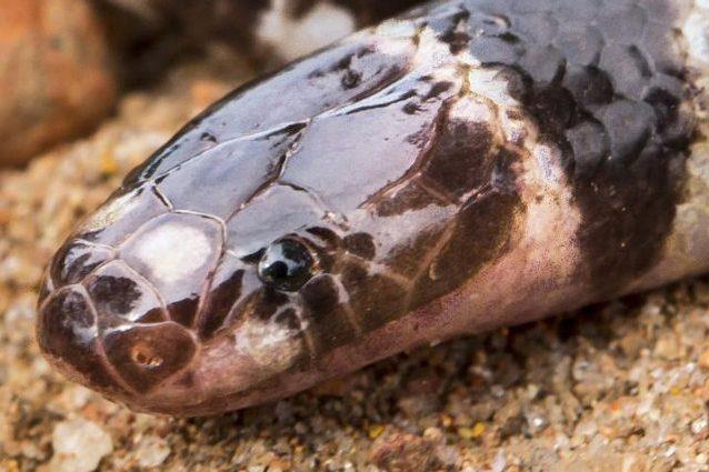 Atractaspis Branchi Un esemplare di Atractaspis Branchi