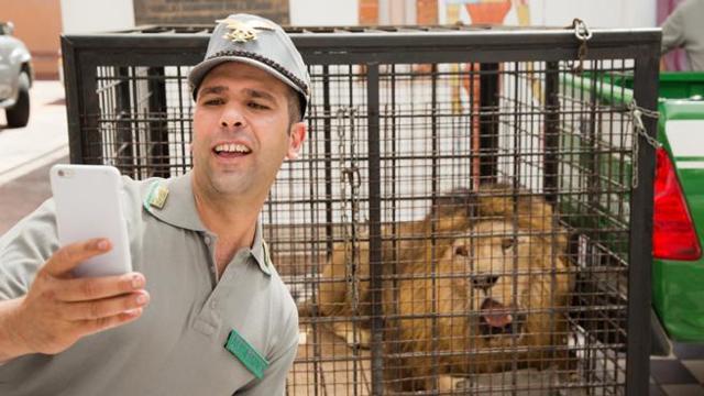 Checco Zalone - Quo vado? Checco Zalone e il selfie col leone in Quo vado?