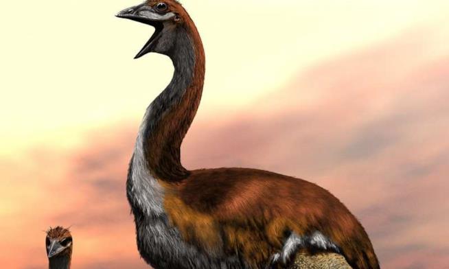 Vorombe titan, il gigantesco volatile alto 3 m è stato l'uccello più grande mai esistito Illustrazione dell'enorme uccello