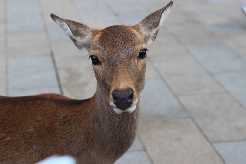 Cervi di Nara dai parchi in città per cercare cibo visti i pochi turisti Scatto di un cervo di Nara