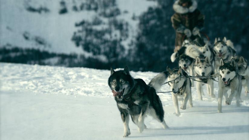 La vera storia di Togo, il cane eroe della corsa del siero Il cane Togo nell'omonimo film di Disney+