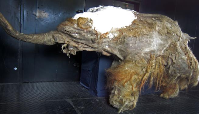 Yuka, il Mammut lanoso Un esemplare di Mammut lanoso esposto in un museo