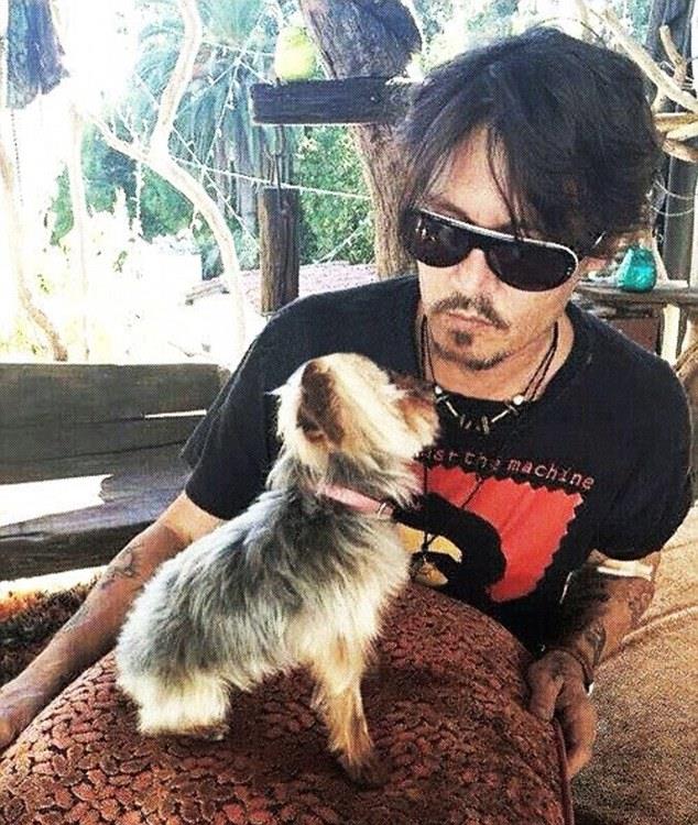 Johnny Depp e Amber Heard non sono più marito e moglie Johnny Depp con uno dei due cani ora affidati ad Amber Heard
