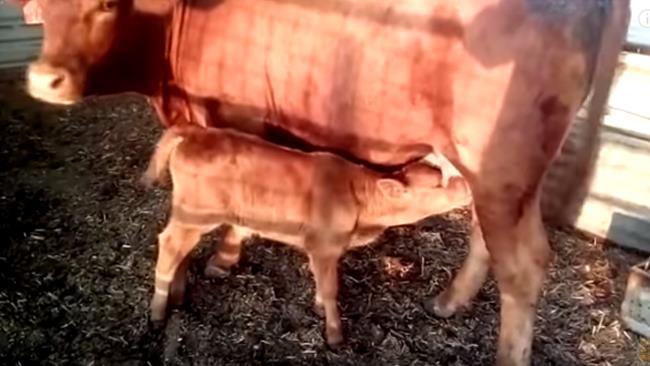 In Israele viene al mondo vitello rosso e si diffondono nuove interpretazioni sulla fine del mondo Vitello rosso nato in Israele
