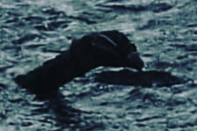 Lo scrittore Ricky Phillips è riuscito a scattare una nuova foto di Nessie La presunta immagine di Nessie