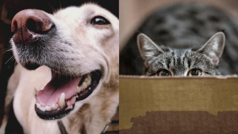 Smart working, cani e gatti nuovi colleghi nel lavoro da casa Primo piano di un cane e di un gatto