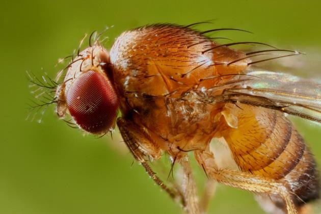 Scienziati creano moscerini mutanti che presentano geni di 140 milioni di anni fa Un moscerino della frutta visto da vicino