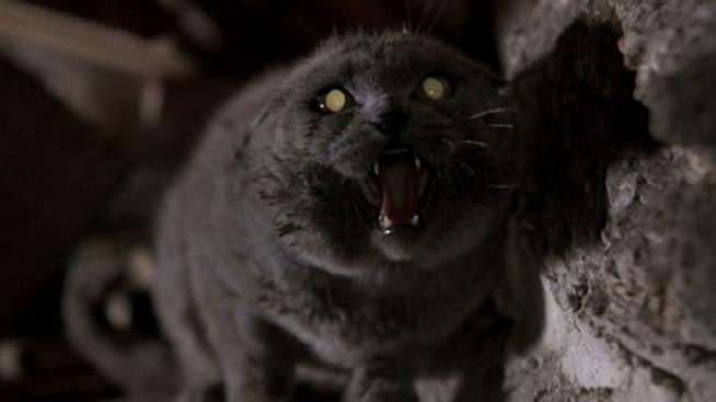 Trama e cast di Pet Sematary Una scena del film Pet Sematary dell'89