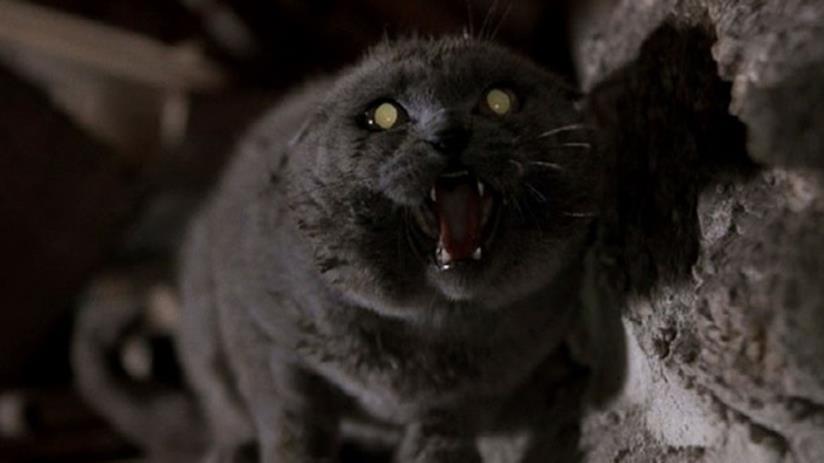 Trama e cast di Pet Sematary Una scena del film Pet Sematary dell'89