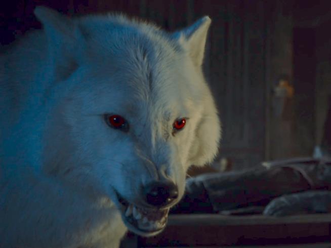 Dov'è Ghost in Game of Thrones 8? Ghost in un'immagine da Game of Thrones