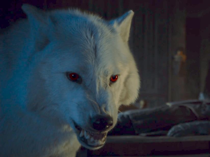 Dov'è Ghost in Game of Thrones 8? Ghost in un'immagine da Game of Thrones