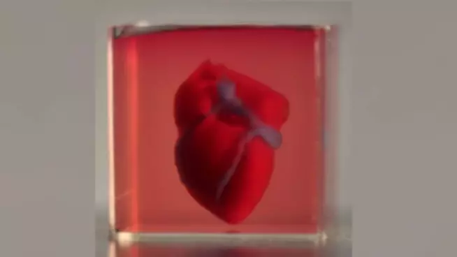 Ricercatori creano il primo cuore stampato in 3D con cellule umane Il cuore stampato in 3D dei ricercatori dell'università di Tel Aviv