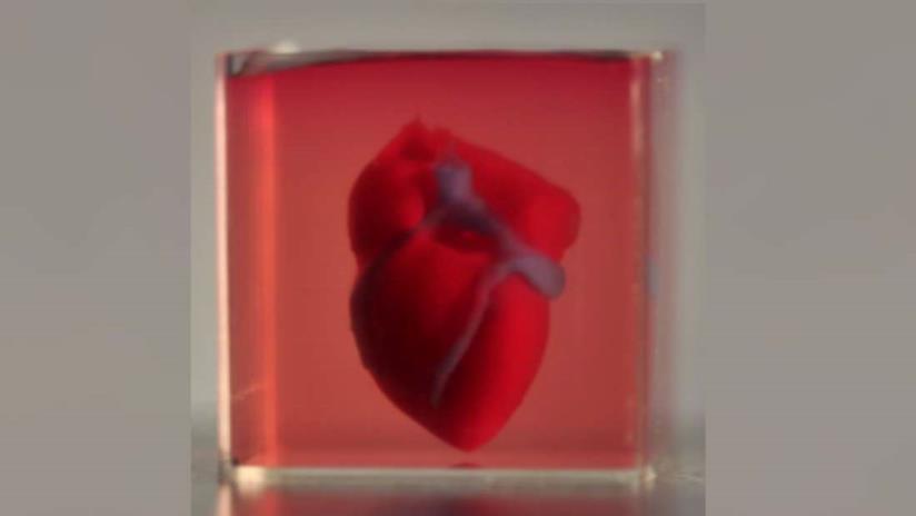 Ricercatori creano il primo cuore stampato in 3D con cellule umane Il cuore stampato in 3D dei ricercatori dell'università di Tel Aviv