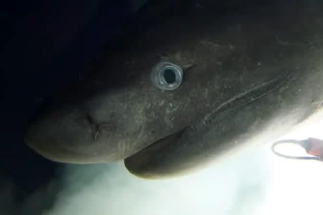 Squalo capopiatto filmato a largo delle Bahamas Ripresa suggestiva dello squalo abissale