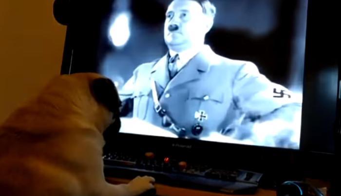 Insegna al cane il saluto nazista e lo pubblica su YouTube: condannato per crimini d’odio Video a sfondo razzista su YouTube: l'autore deve pagare una multa di 913 euro