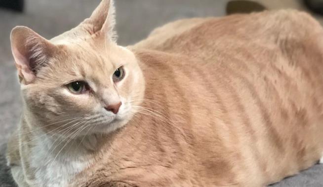 Il gatto Bronson che pesa 15 chili il gatto Bronson