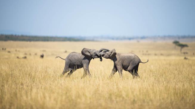 Vertebrate Genomes Project, l'arca di Noè del nuovo millennio Elefanti si danno battaglia