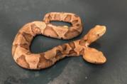 Un rettile a due teste è stato ritrovato nel nord della Virginia in un giardino privato. Il raro esemplare sarà curato e aiutato a sopravvivere Il raro serpente a due teste ritrovato in Virginia