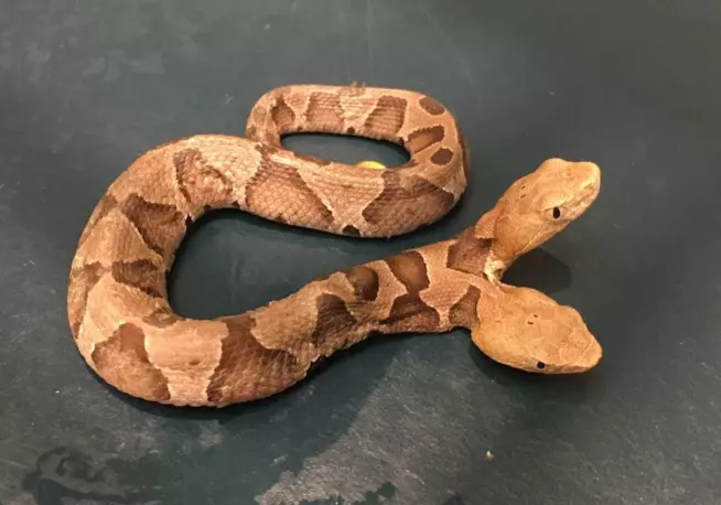 Un rettile a due teste è stato ritrovato nel nord della Virginia in un giardino privato. Il raro esemplare sarà curato e aiutato a sopravvivere Il raro serpente a due teste ritrovato in Virginia