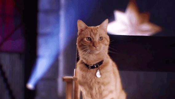Goose Il gatto alieno Goose