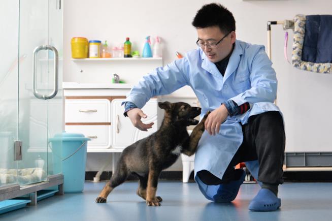 Kunxun Il cucciolo clonato con uno scienzato