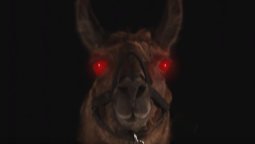 Llamageddon, scena tratta dal film horror in vendita su Amazon per un milione di dollari. Louis il lama, protagonista dell'horror intitolato Llamageddon.