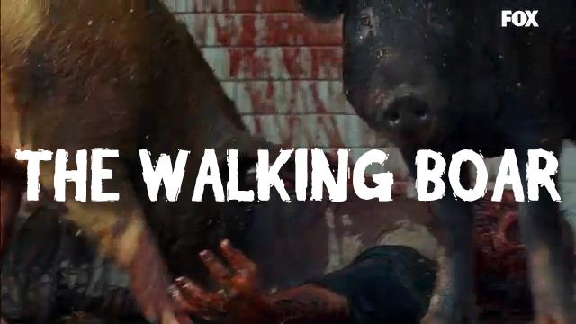 Il trailer della stagione 7 di The Walking Dead Cinghiali nel trailer della stagione 7 di The Walking Dead