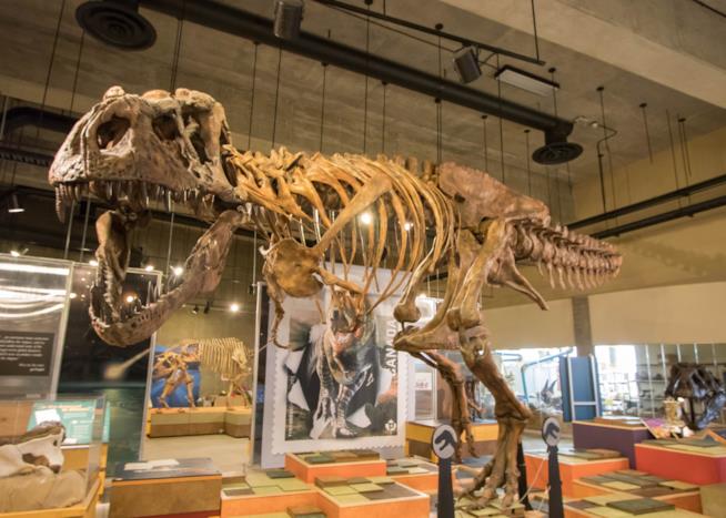 Scotty Lo scheletro di Scotty esposto in un museo