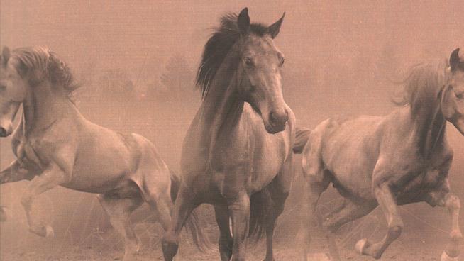Resta la polvere, la recensione: la grande bellezza di un romanzo brutale Un dettaglio di copertina di Resta la polvere