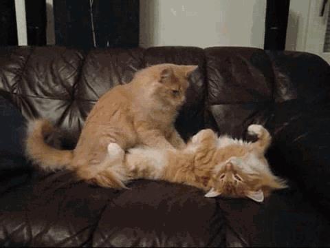 Gatti che si massaggiano Gif di due gatti che si coccolano