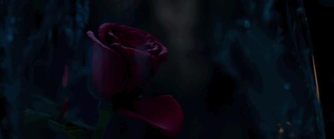 La Rosa incantata La rosa incantata perde un petalo