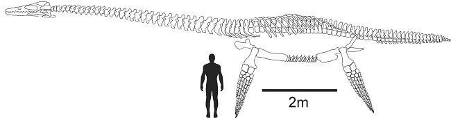 Creatura marina simile al mostro di Loch Ness, rinvenuti i resti Immagine in scala ridotta mostra la creatura affiancata a un essere umano