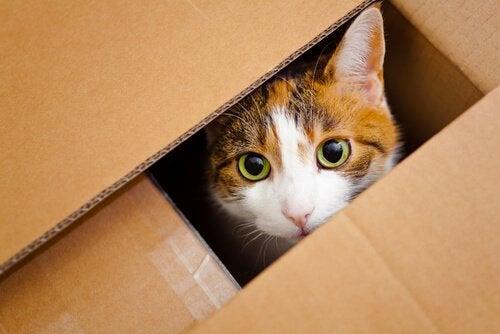 Ricercatori capiscono come dire se il gatto di Schrödinger è vivo o morto Un gatto in una scatola