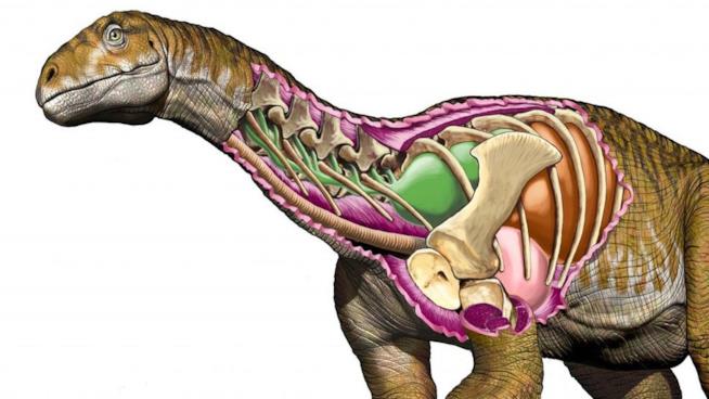 Ingentia Prima il dinosauro gigante che riscrive la storia del Triassico Ingentia Prima la forma ipotizzata del nuovo dinosauro