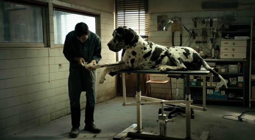 Dogman, le location reali della pellicola di Garrone Una scena del film Dogman
